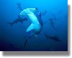 Hammerheads